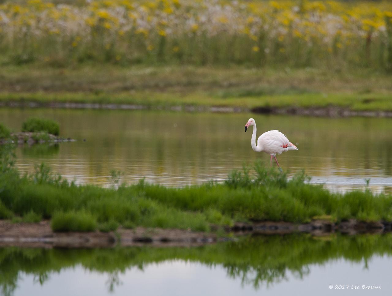 Flamingo-20120721g1280IMG_7578acrfb.jpg