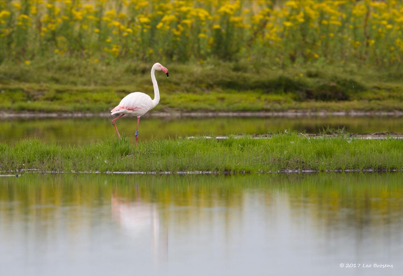 Flamingo-20120721g1280IMG_7591acrfb.jpg