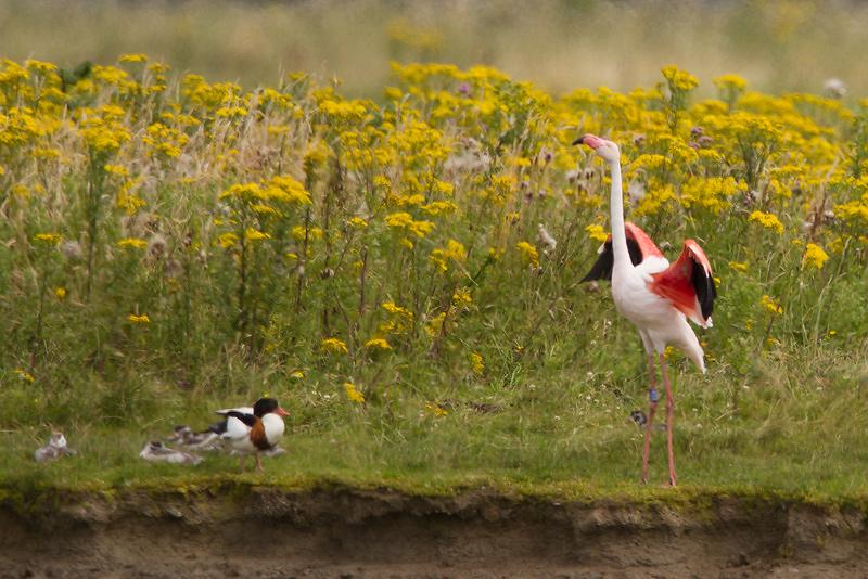 Flamingo-20120721g800IMG_7622a.jpg