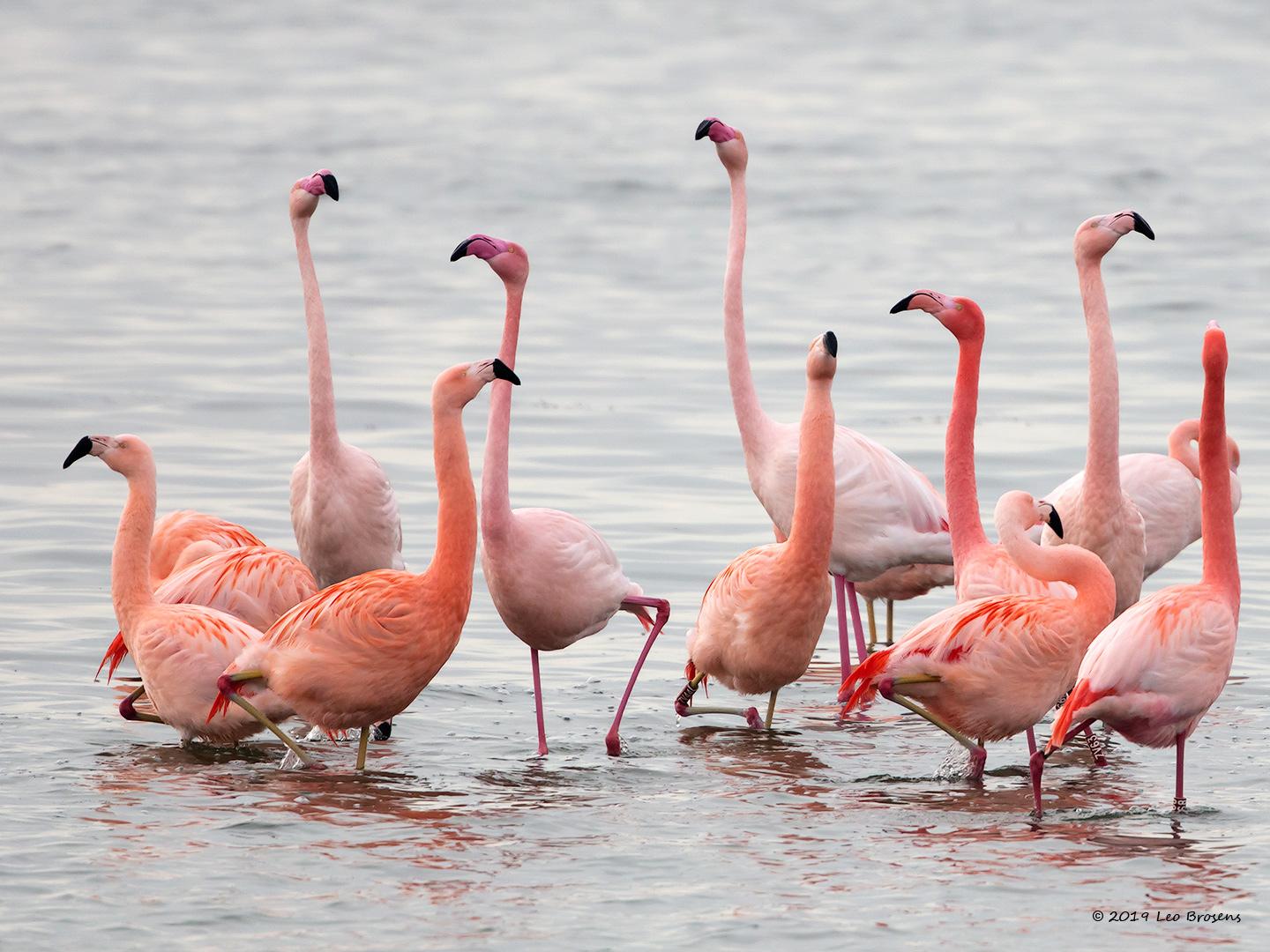 Flamingo-20190118g1440aYSXX3924crfb.jpg