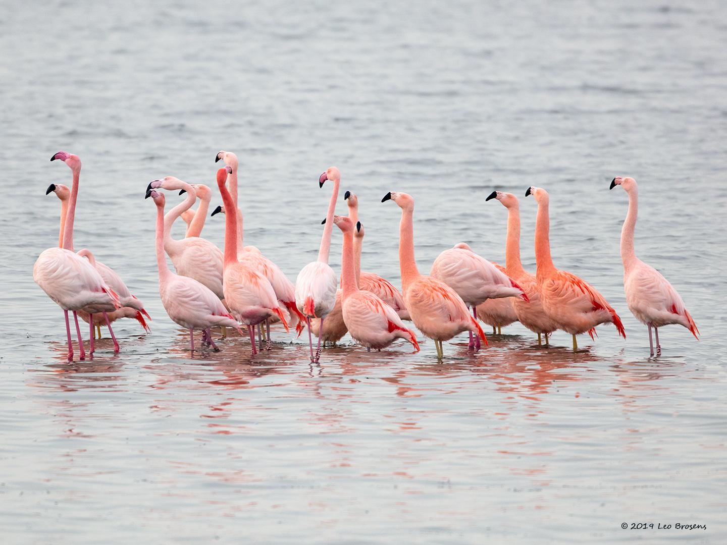 Flamingo-20190118g1440aYSXX3947crfb.jpg