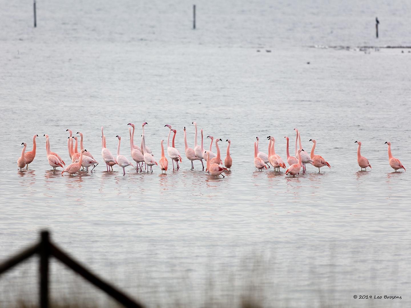 Flamingo-20190118g1440bYSXX3905crfb.jpg