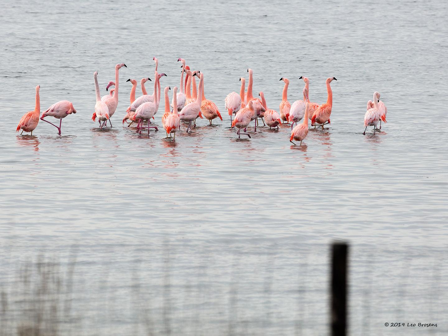 Flamingo-20190118g1440bYSXX3915crfb.jpg