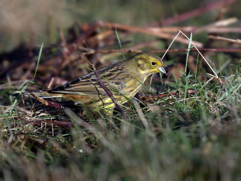 Geelgors-20110102P1160469b300.jpg