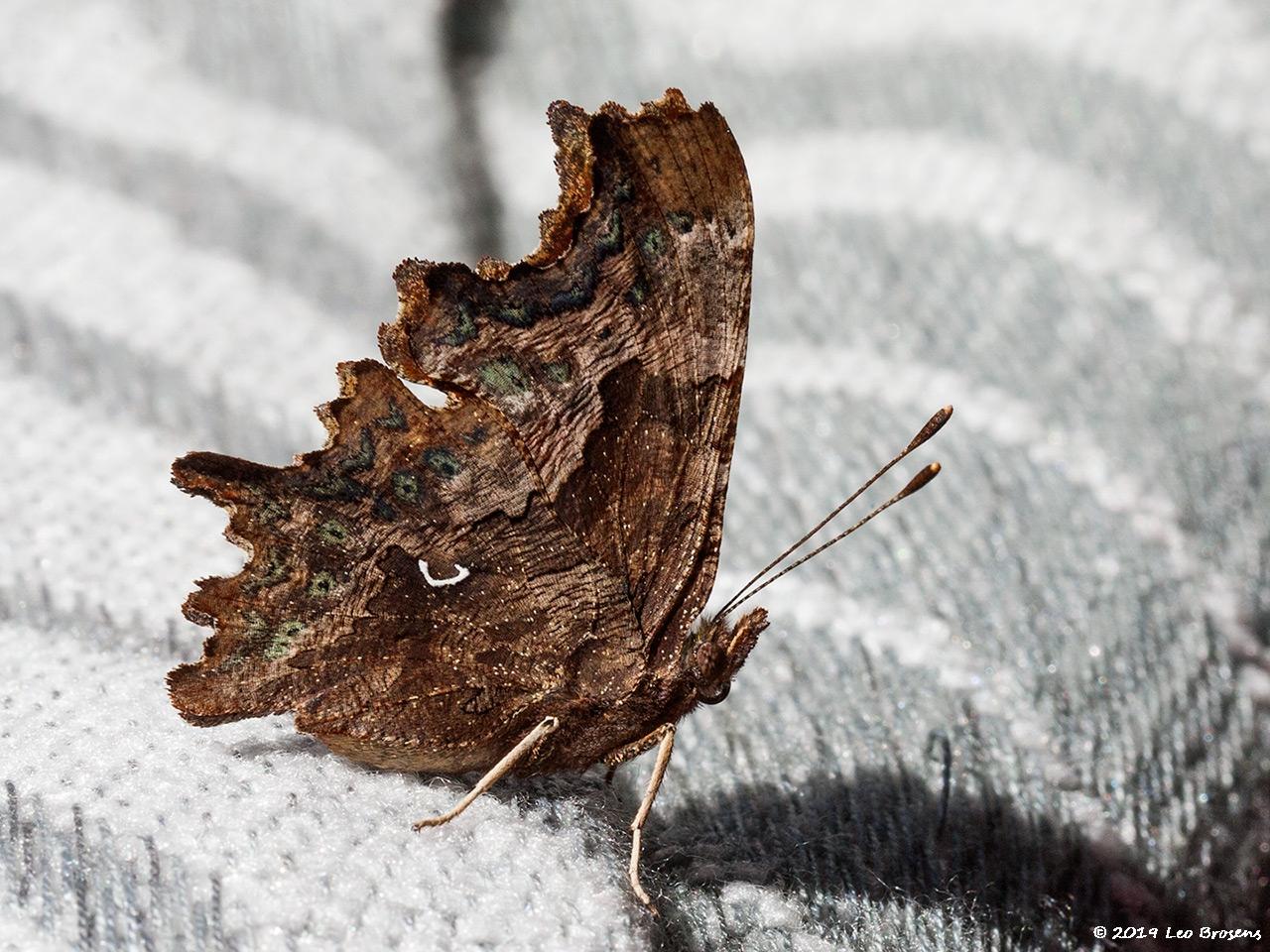 Gehakkelde-aurelia-20190915g1280IMG_6153a.jpg