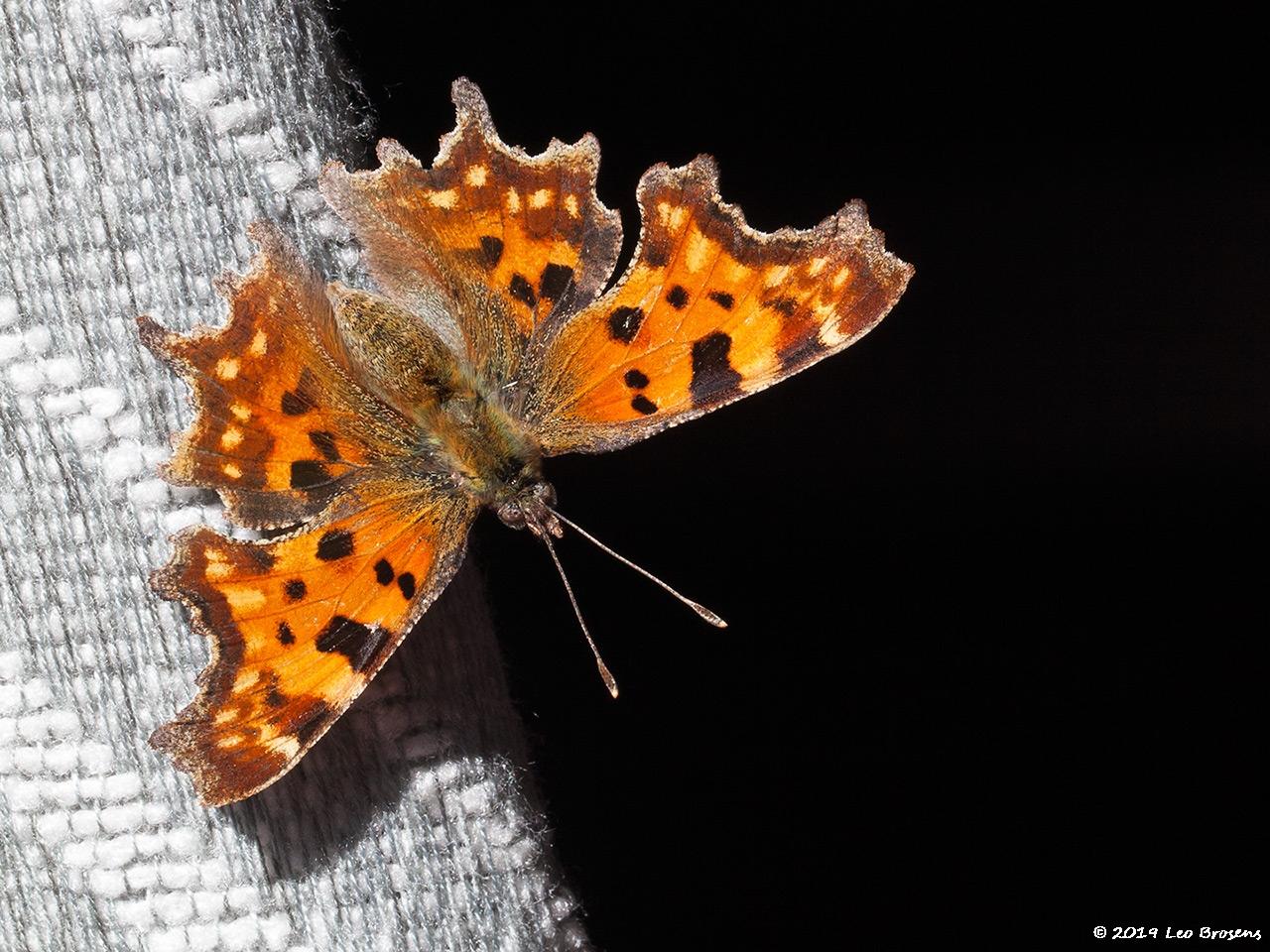 Gehakkelde-aurelia-20190915g1280IMG_6160a.jpg