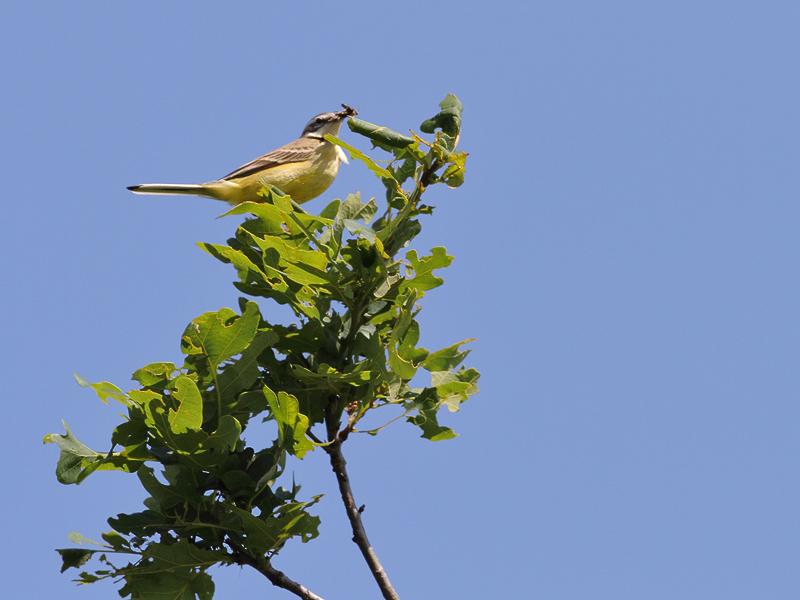 Gele-kwikstaart-20110602IMG_4395a.jpg