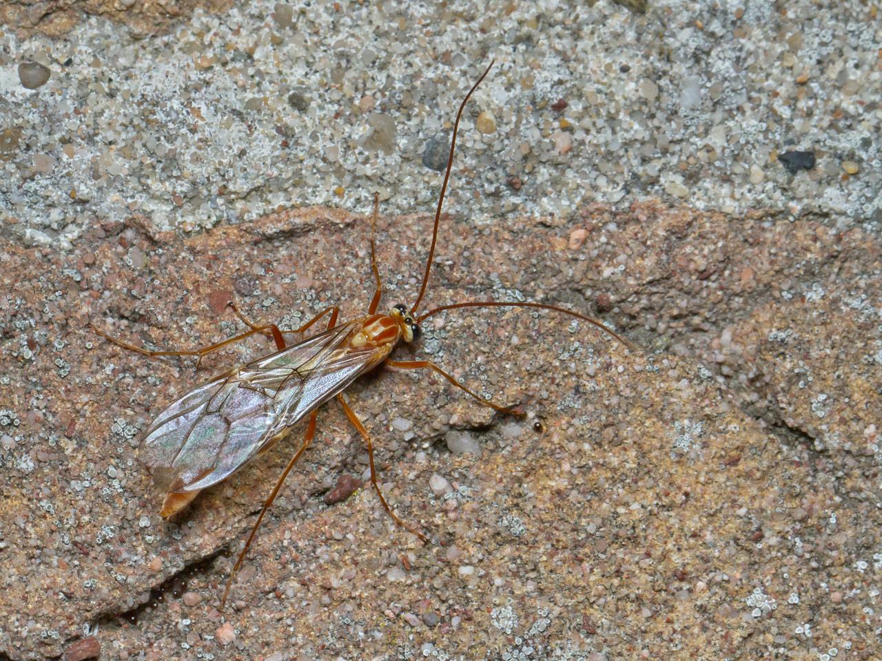 Gewone sluipwesp Ophion luteus-20141026g1280IMG_8123a.jpg