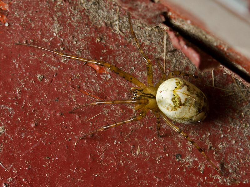 Gewone tandkaak Enoplognatha ovata -20121007g800IMG_1486a (7).jpg