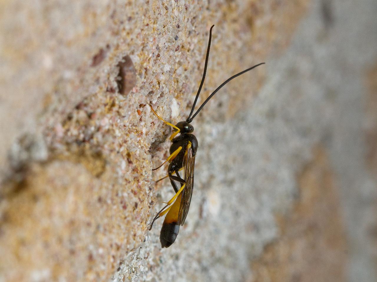 Gewone-sluipwesp-Ichneumonidae-spec-20150510g1280IMG_9131a.jpg