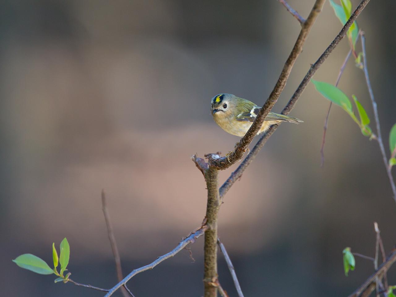 Goudhaantje-20150421g12807X1A3690a.jpg