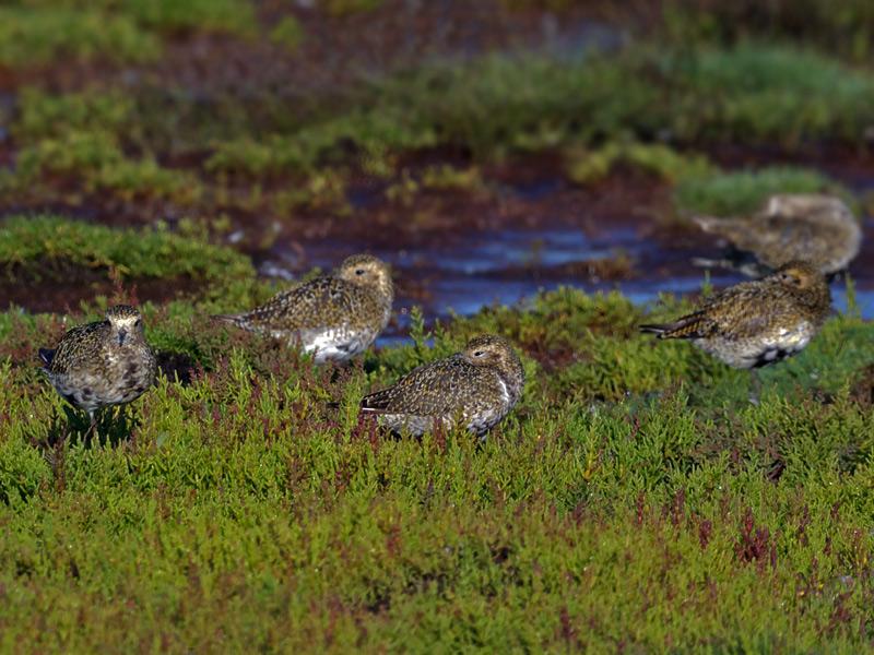 Goudplevier-20100828P1150390a.jpg