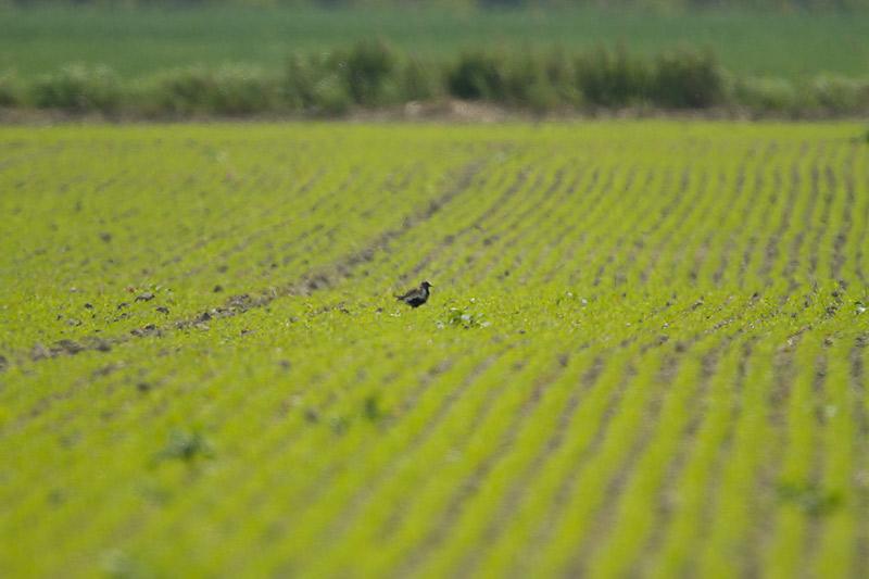 Goudplevier-20120519g800IMG_5538a.jpg