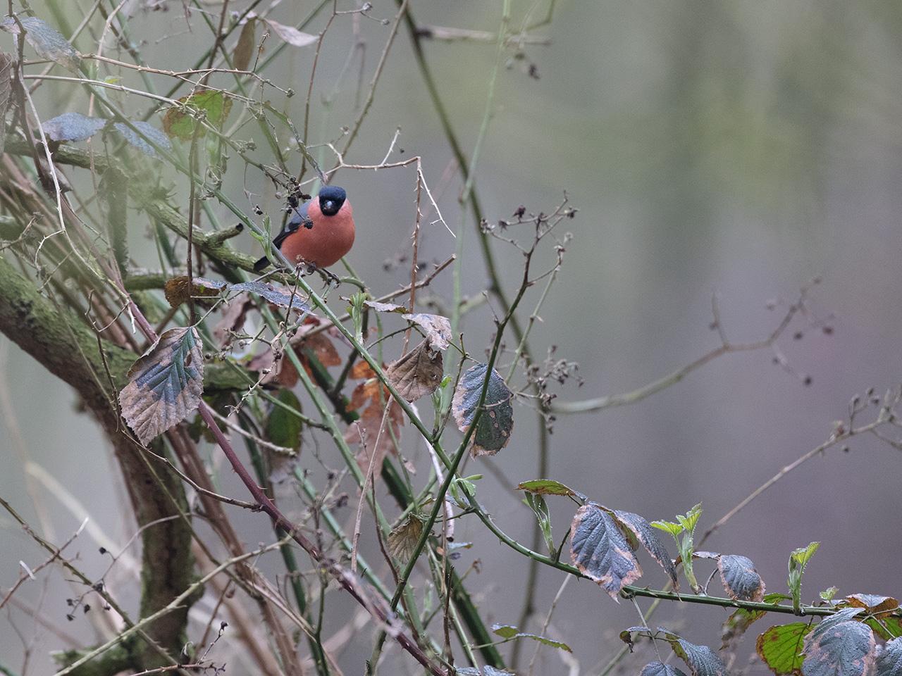 Goudvink-20180412g1280YSXX2172a.jpg