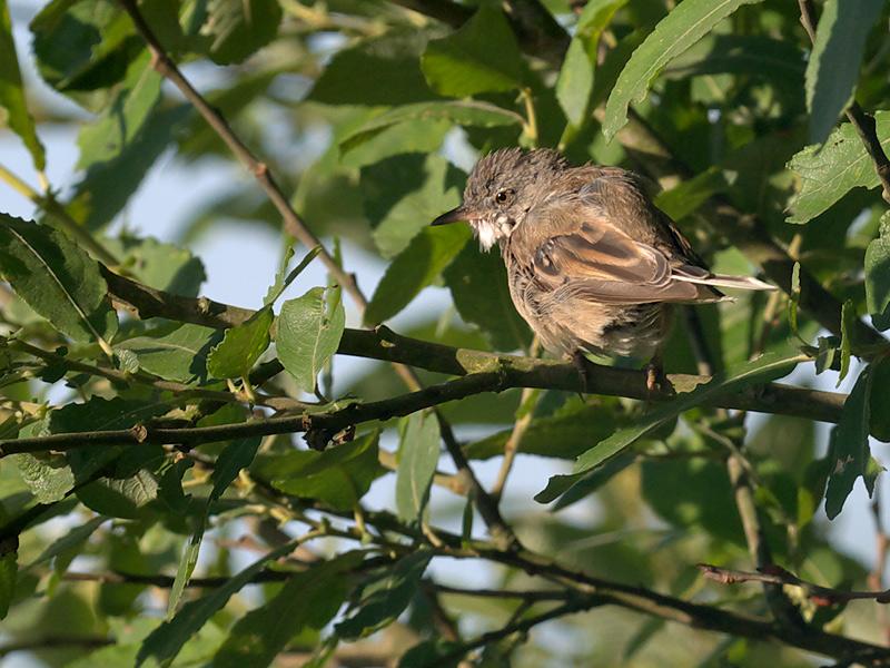 Grasmus-20100714P1140277a.jpg