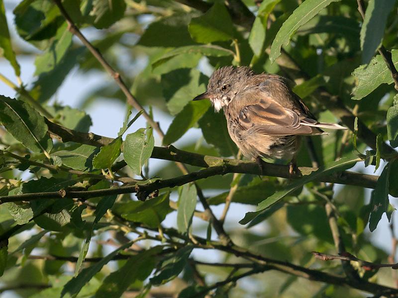 Grasmus-20100714P1140277a.jpg