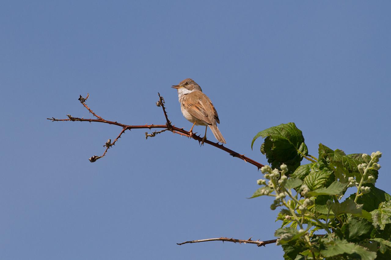 Grasmus-20120609g1280IMG_6688a.jpg