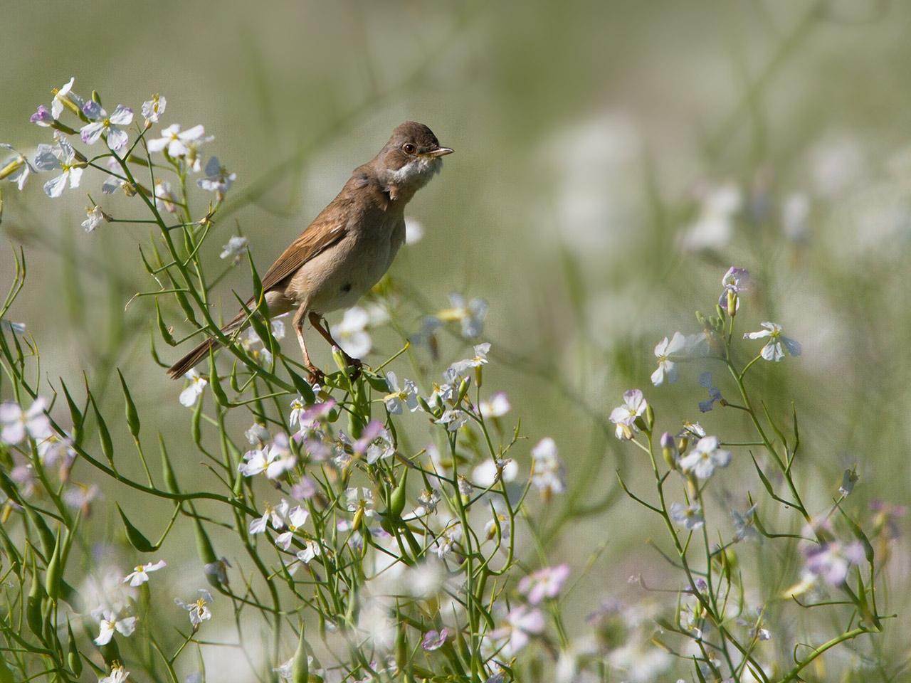 Grasmus-20120630g1280IMG_7134a.jpg