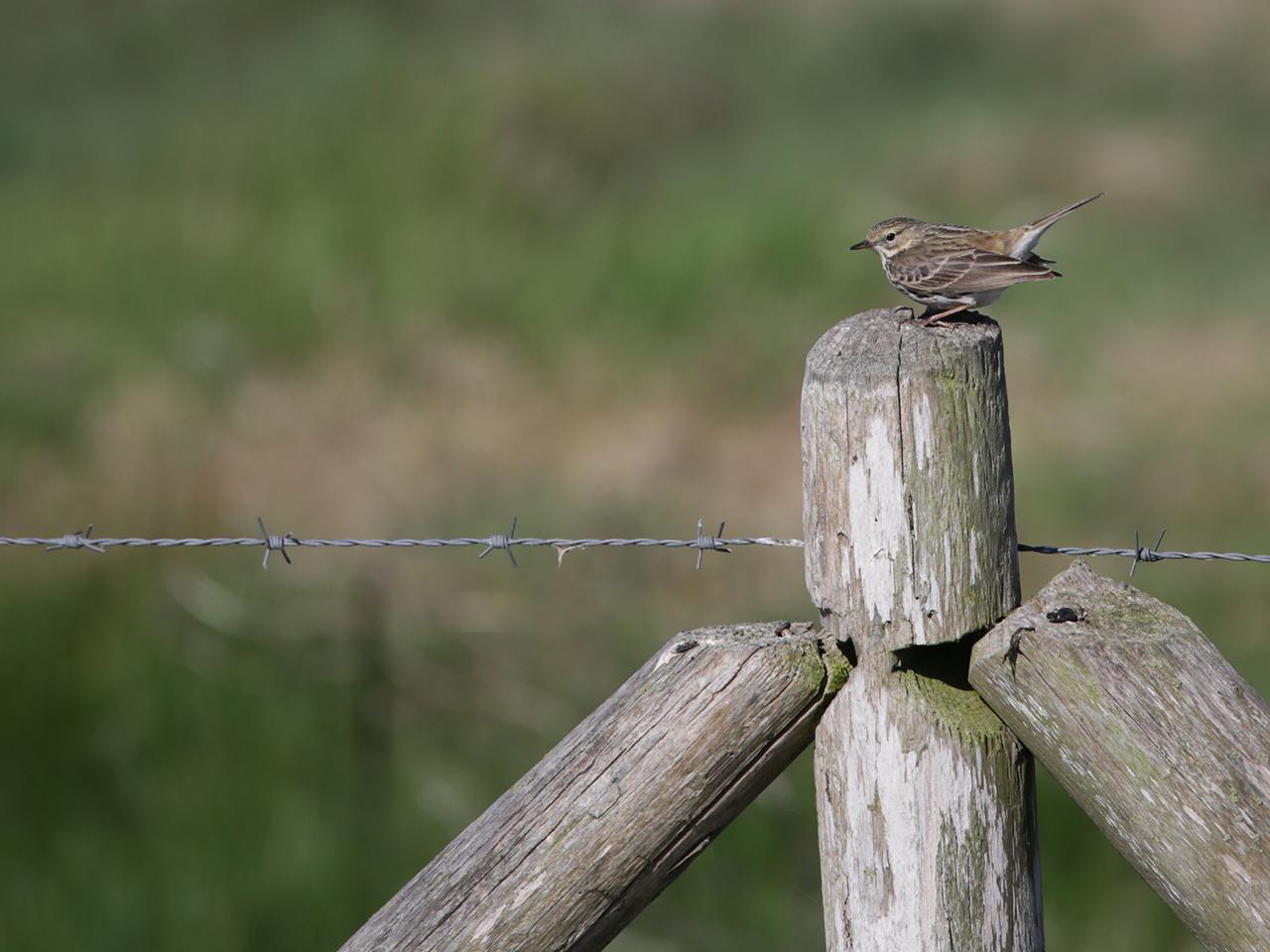 Graspieper-20130509g12807X1A7428a.jpg