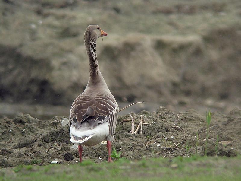 Grauwe-gans-20080530-a64030x-808a.jpg