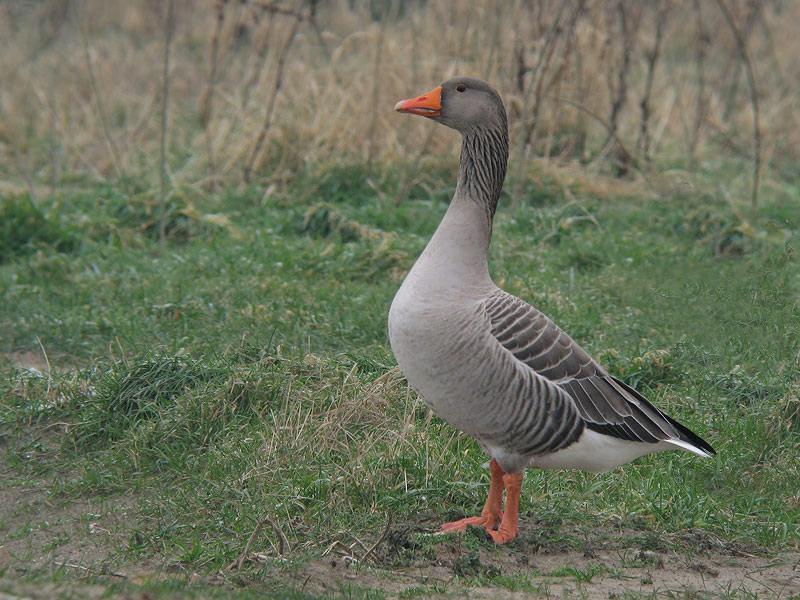 Grauwe-gans-20090101_a64030x_047z.jpg