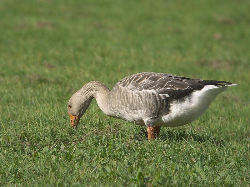 Grauwe-gans-20090815P1070623b.jpg