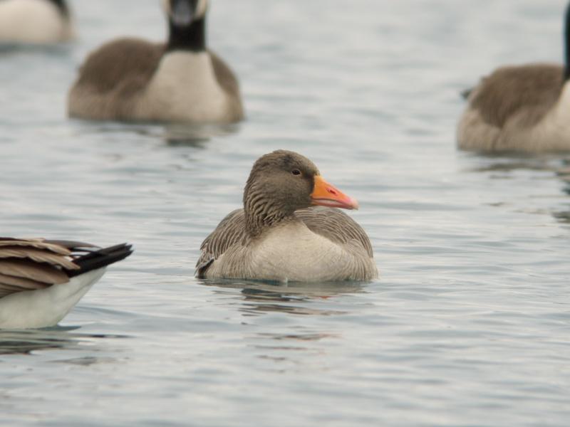 Grauwe-gans-20100213P1100455a.jpg