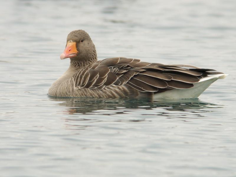 Grauwe-gans-20100213P1100459a.jpg