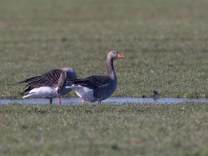 Grauwe-gans-20100307P1110488a.jpg