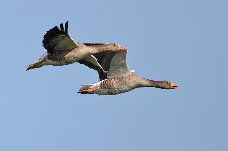 Grauwe-gans-20110802IMG_8505a.jpg