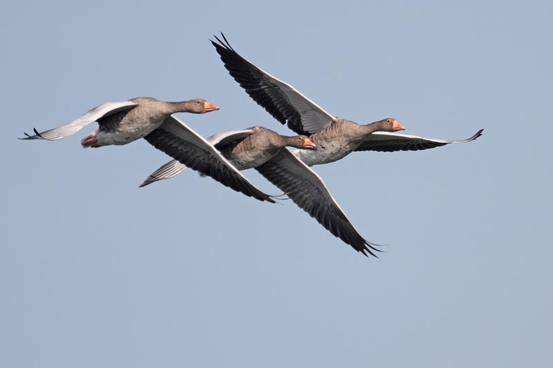 Grauwe-gans-20110802IMG_8515a.jpg