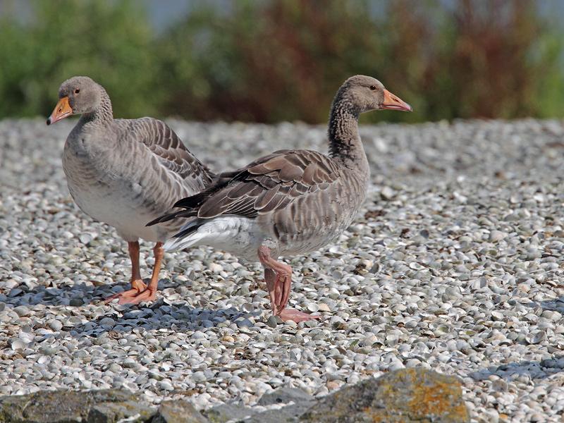 Grauwe-gans-20110819IMG_9867a.jpg