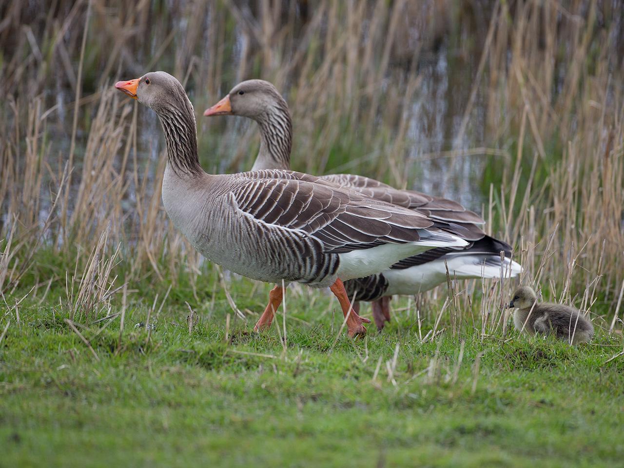 Grauwe-gans-20160415g12807X1A4099a.jpg