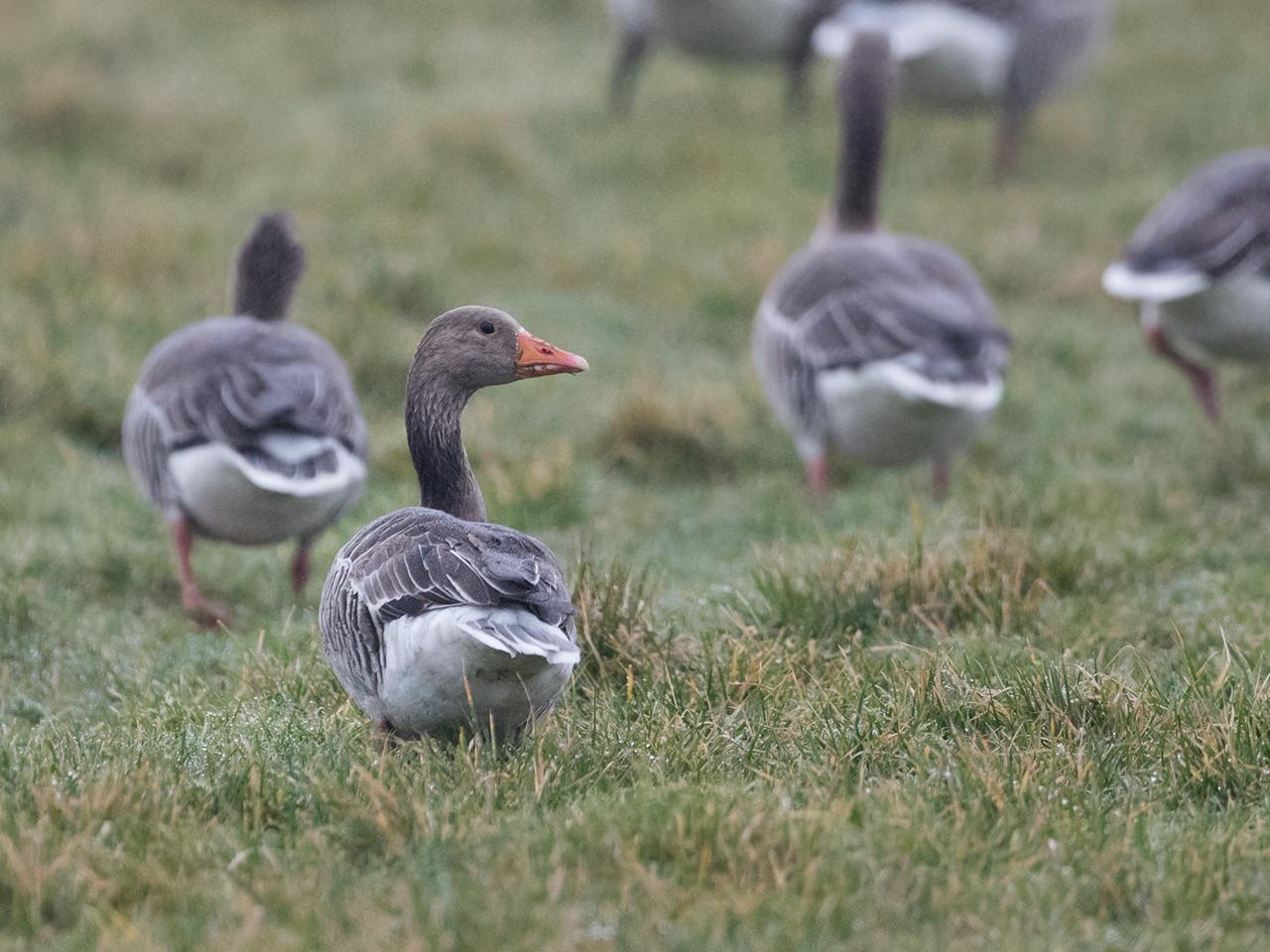 Grauwe-gans-20170207g1280YSXX6503au.jpg