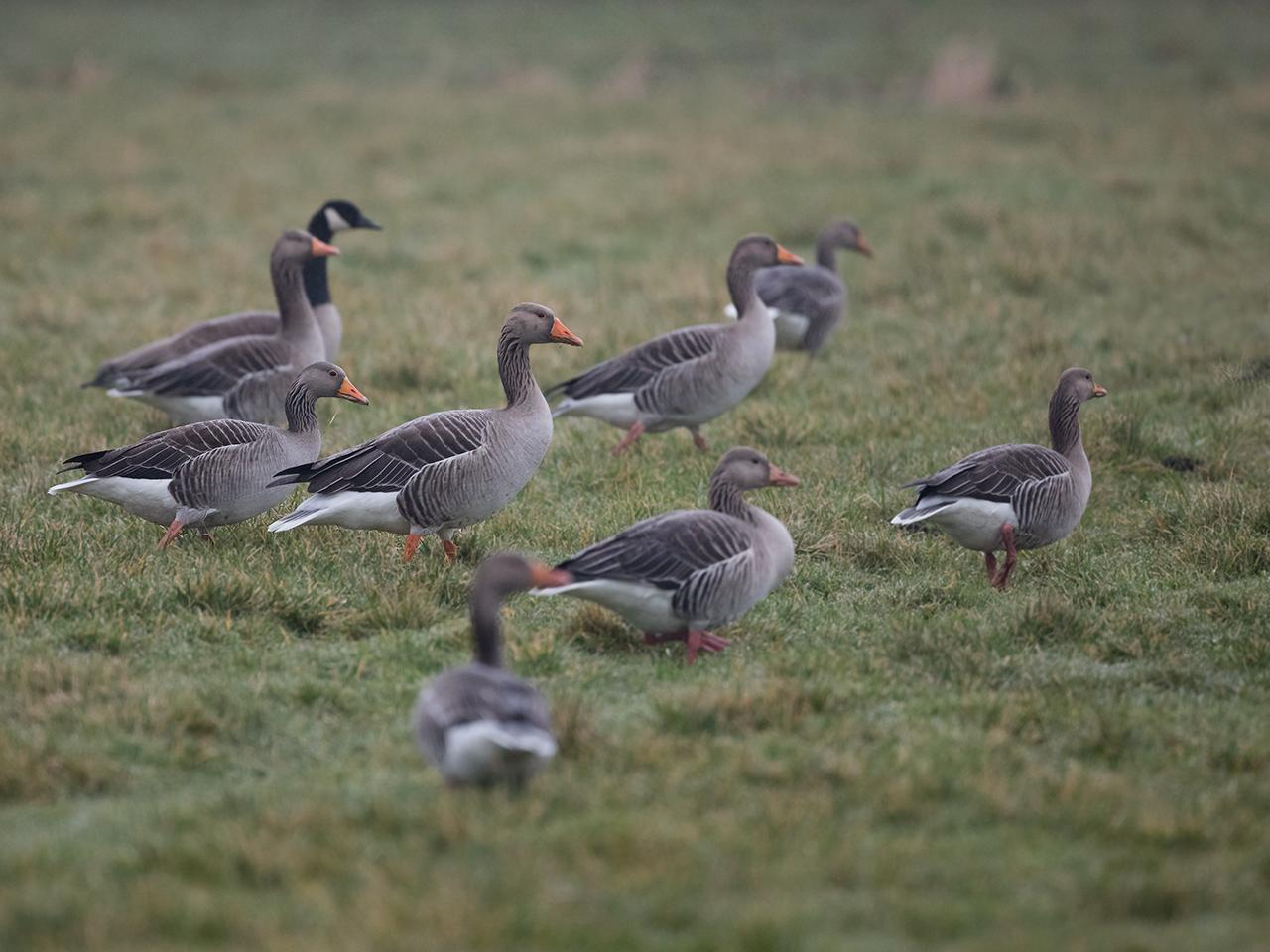 Grauwe-gans-20170207g1280YSXX6504a.jpg