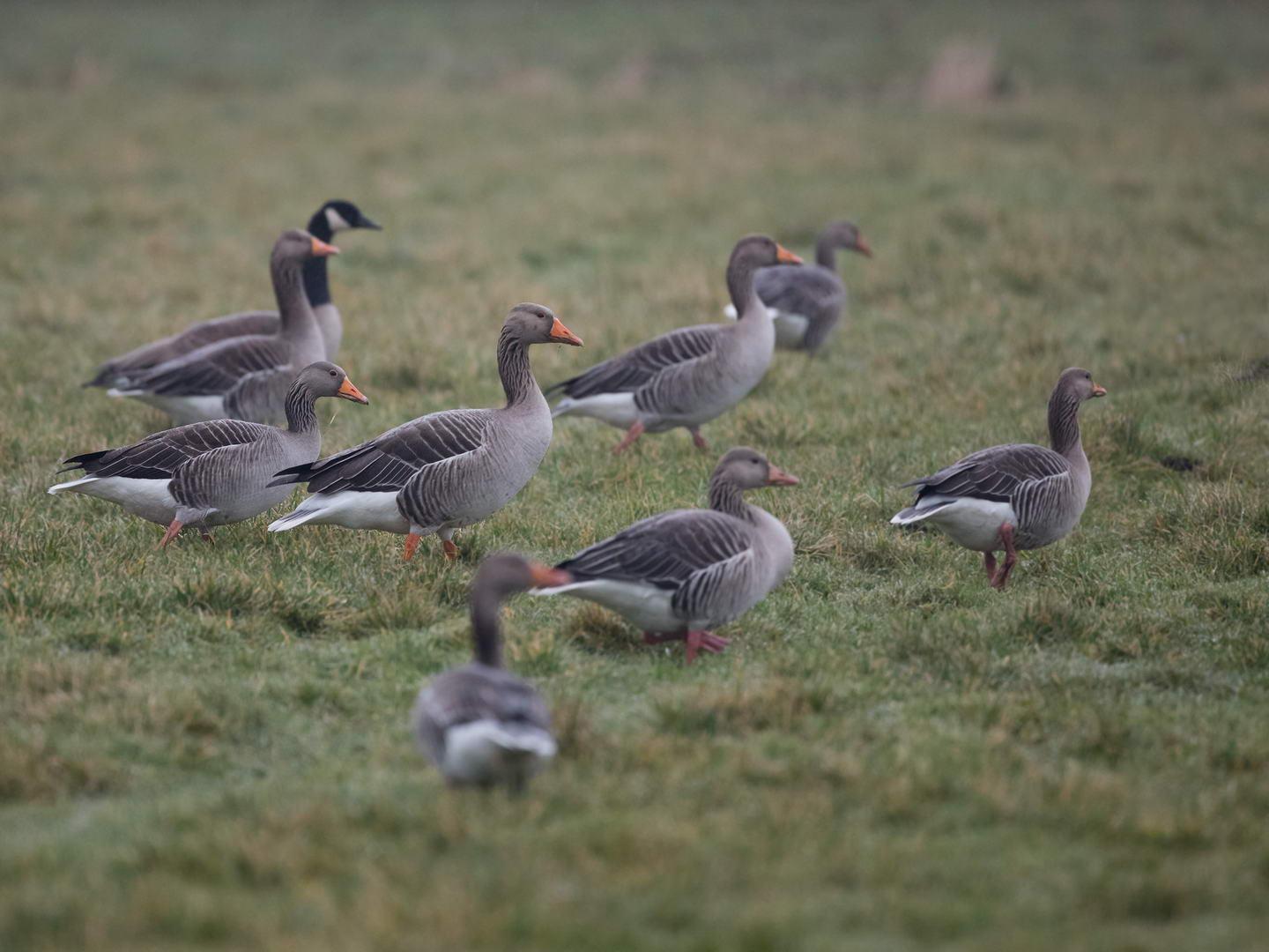 Grauwe-gans-20170207g2560YSXX6504a.jpg