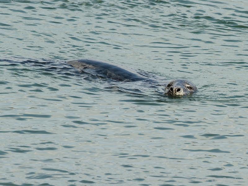 Grijze-zeehond-20120519g800IMG_5480a.jpg