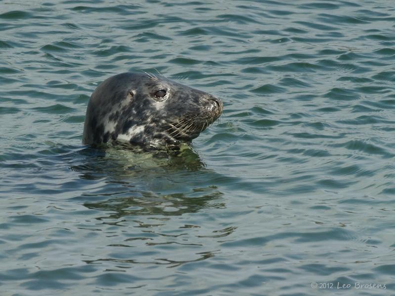 Grijze-zeehond-20120519g800IMG_5483a.jpg