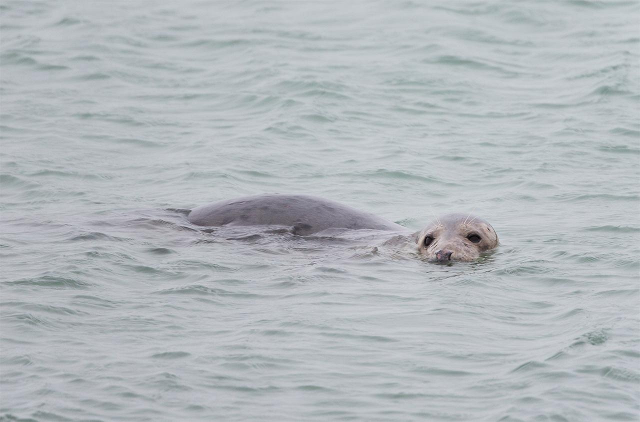 Grijze-zeehond-20140125g12807X1A0499a.jpg