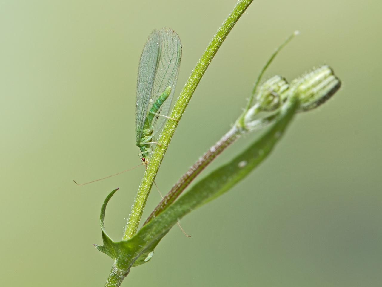 Groene-gaasvlieg-Chrysoperia-carnes-20130810g1280IMG_8918a.jpg