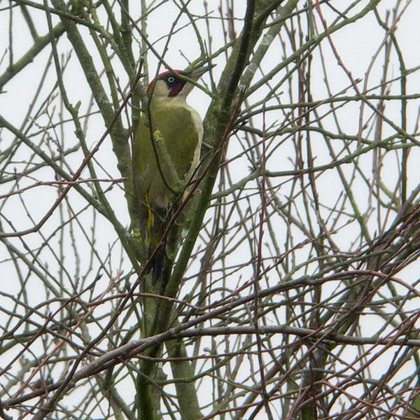 Groene-specht-20091106P1080837b.jpg