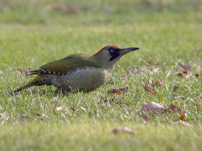 Groene-specht-20100220P1100954aBP.jpg