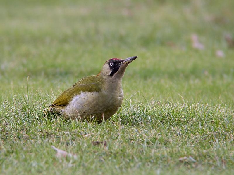 Groene-specht-20100220P1110030a.jpg