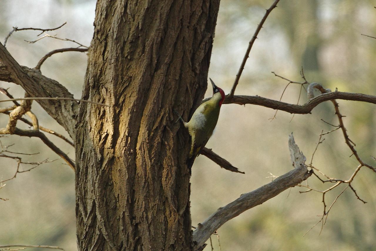 Groene-specht-20120315g1280IMG_2630a.jpg