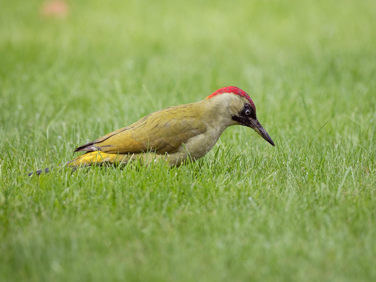 Groene-specht-20171001g1280YSXX9494a.jpg