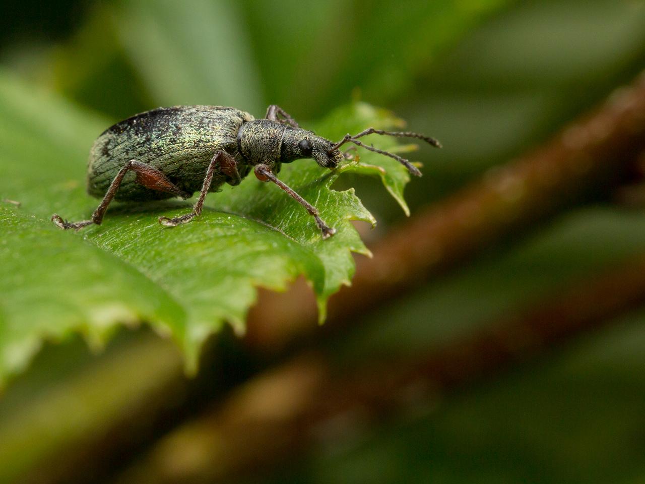 Grote-bladsnuitkever-Phyllobius-glaucus-20130615g12807X1A8271a.jpg