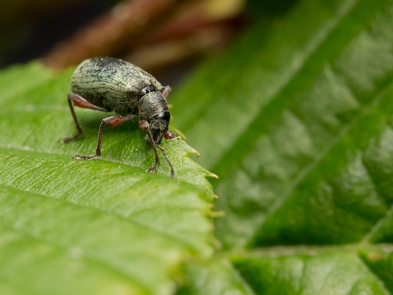 Grote-bladsnuitkever-Phyllobius-glaucus-20130615g12807X1A8301a.jpg