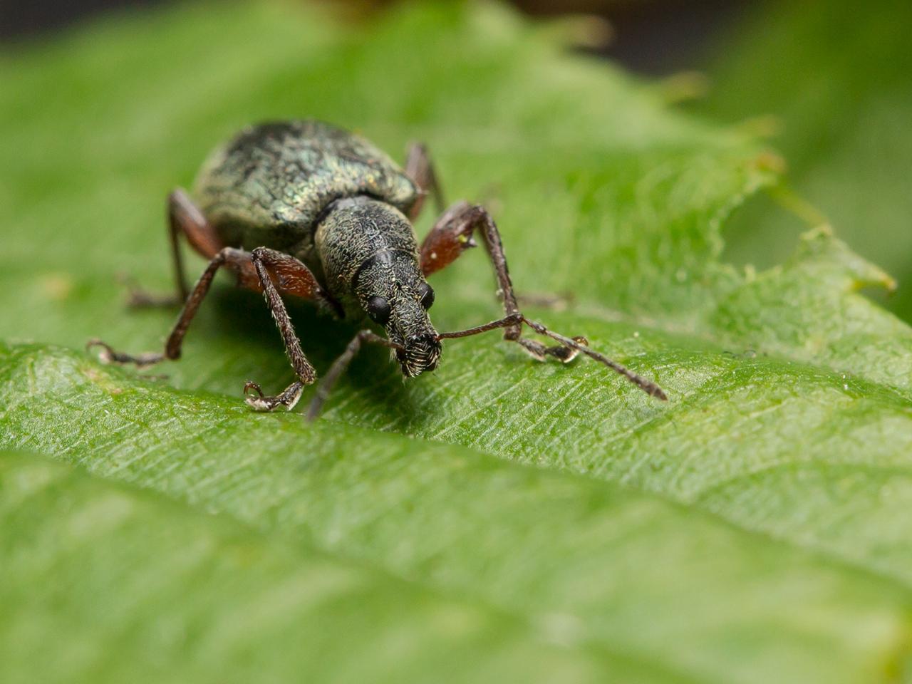 Grote-bladsnuitkever-Phyllobius-glaucus-20130615g12807X1A8308a.jpg