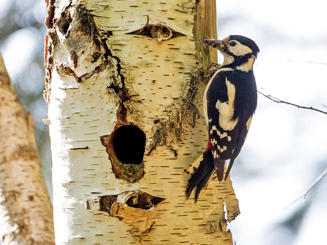 Grote-bonte-specht-20170510g1280YSXX8759a.jpg