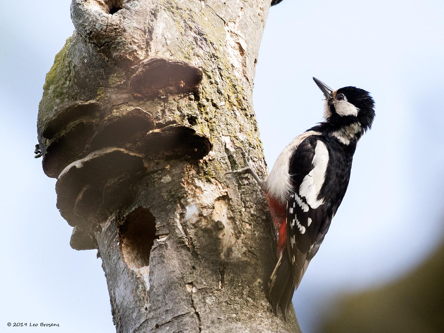 Grote-bonte-specht-20190531g1440YSXX5465acrfb.jpg